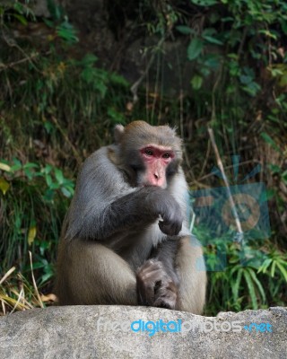 Monkey Sit On Rock At Zhangjiajie National Park , China Stock Photo