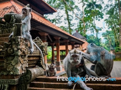 Monkeys On A Temple Wall With Babys Playing Stock Photo