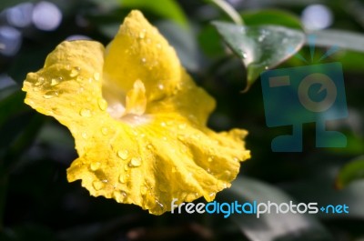 Monocostus Uniflorus Stock Photo