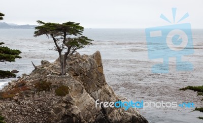 Monterey Cypress Tree On The Carmel Coast Stock Photo