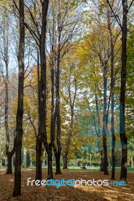 Monza, Italy/uk - October 28 : Autumn Colours In Parco Di Monza Stock Photo