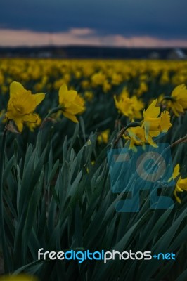 Moody Flowers Stock Photo