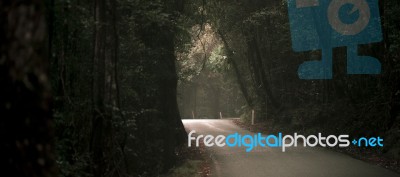 Moody Hazy Road In The Forest Stock Photo