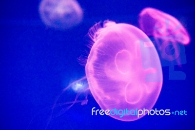 Moon Jellyfish Stock Photo