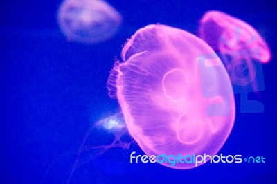 Moon Jellyfish Stock Photo