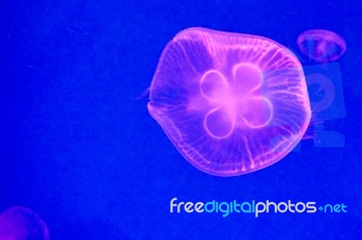 Moon Jellyfish Stock Photo