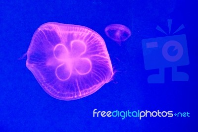 Moon Jellyfish Stock Photo