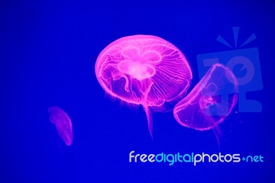 Moon Jellyfish Stock Photo