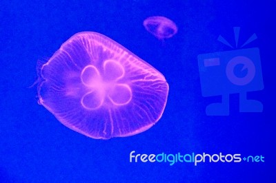 Moon Jellyfish Stock Photo