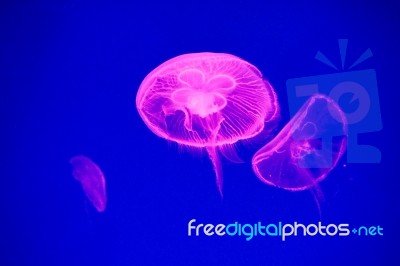 Moon Jellyfish Stock Photo