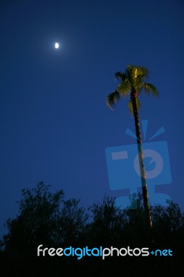 Moonlit Palm Tree Stock Photo