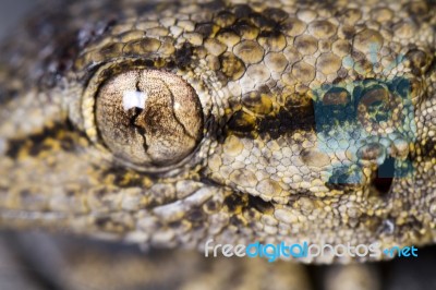 Moorish Gecko (tarentola Mauritanica) Stock Photo