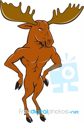 Moose Standing Hands Akimbo Cartoon Stock Image