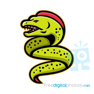 Moray Eel Sports Mascot Stock Image