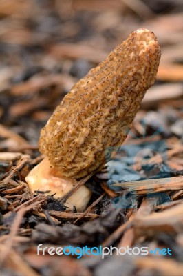 Morel Stock Photo