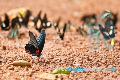 Mormon Butterfly Eating Salty Soil Stock Photo