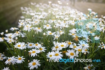 Morning Flower In The Garden Stock Photo