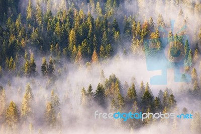 Morning Fog In Spruce And Fir Forest In Warm Sunlight Stock Photo