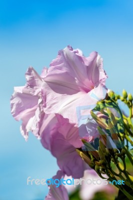 Morning Glory Flower Stock Photo