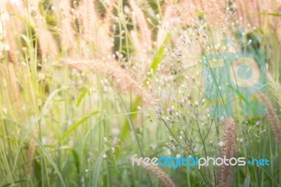 Morning In The Grass Field Stock Photo