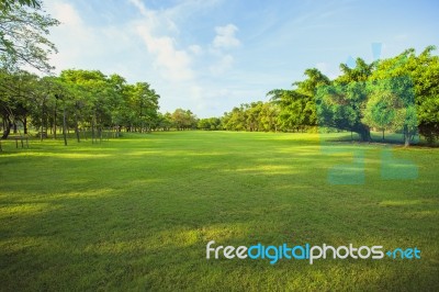 Morning Light In Public Park And Green Grass Garden Field ,tree And Plant Use As Natural Background Stock Photo