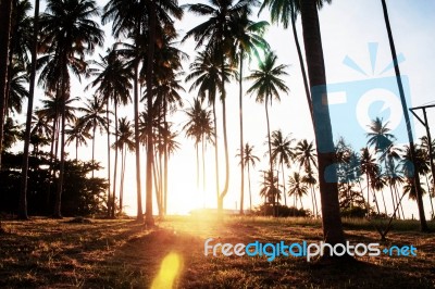 Morning Sun At Coconut Tree Stock Photo