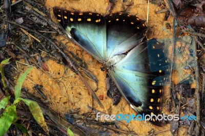 Morpho Hercules Stock Photo