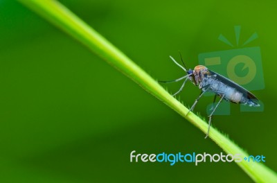 Mosquito  Stock Photo