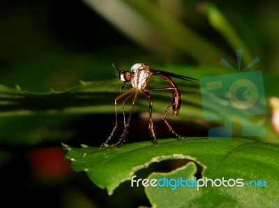 Mosquito On A Leaf Stock Photo