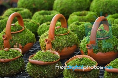 Moss Cover On Clay Pot For Decoration The Garden Stock Photo