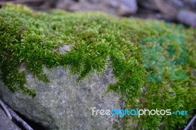 Moss On Rock Stock Photo