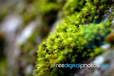 Moss On The Stone In Closeup Stock Photo