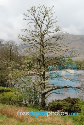 Mossy Tree Stock Photo