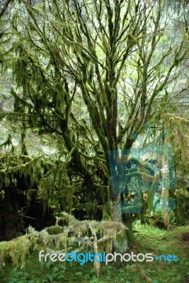 Mossy Tree Stock Photo