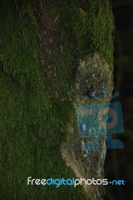 Mossy Tree Trunk Stock Photo