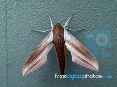 Moth Stock Photo