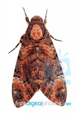 Moth Stock Photo