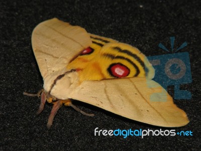 Moth Stock Photo