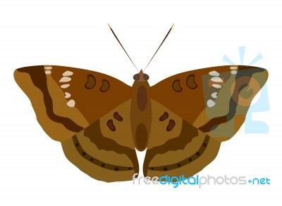 Moth 2014_11_23_04203 Stock Image