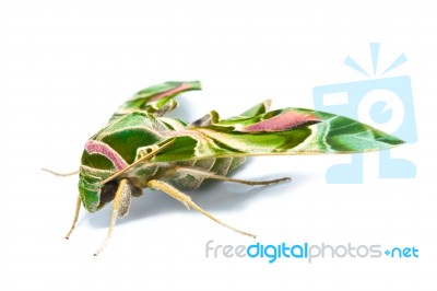 Moth Guard Month Wraps And Oleander Hawk Moth Stock Photo