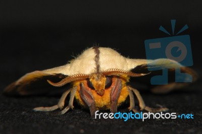 Moth Portrait Stock Photo