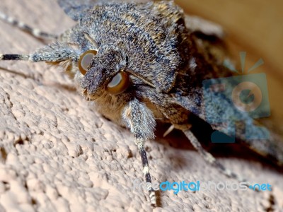 Moth Resting On The Wall Stock Photo