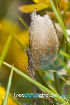 Moth Silk Cocoon Stock Photo