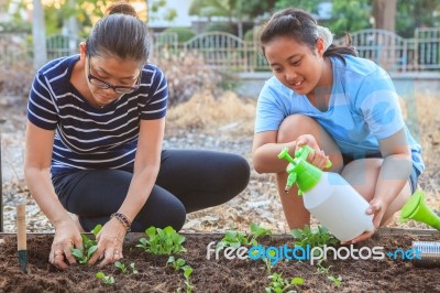 Mother And Young Daughter Planting Vegetable In Home Garden Field Use For People Family And Single Mom Relax Outdoor Activities Stock Photo