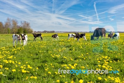 Mother Cow With Newborn Calves In Meadow With Yellow Dandelions Stock Photo