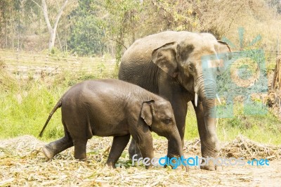 Mother Elephant And Baby Stock Photo