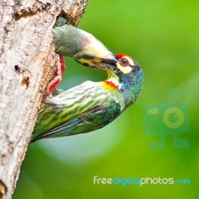 Mother Feeding Baby Birds Stock Photo