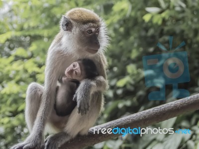 Mother Monkey With Its Baby Stock Photo