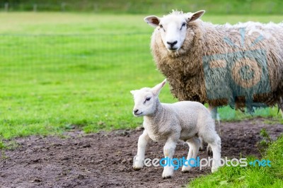 Mother Sheep And Newborn Lamb In Meadow During  Spring Stock Photo