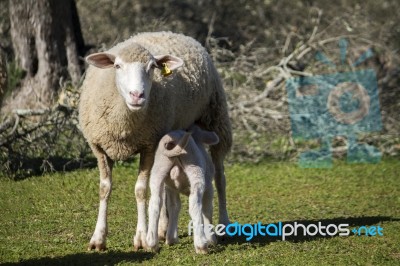 Mother Sheep Feeding Her Baby Stock Photo